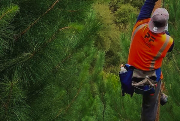 Leading Provider of Professional Forestry Services